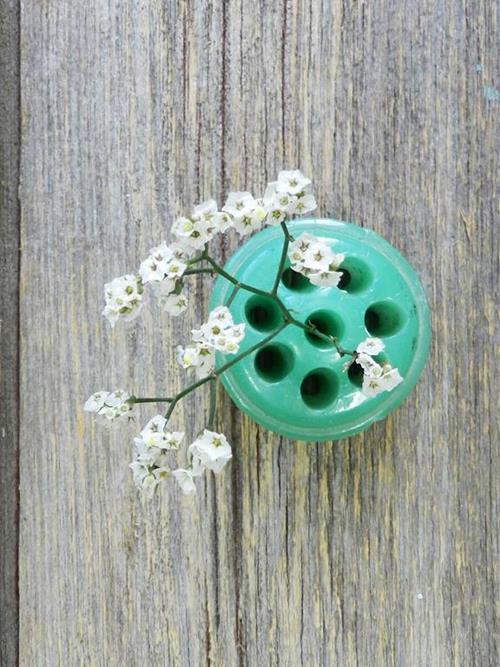 White Limonium